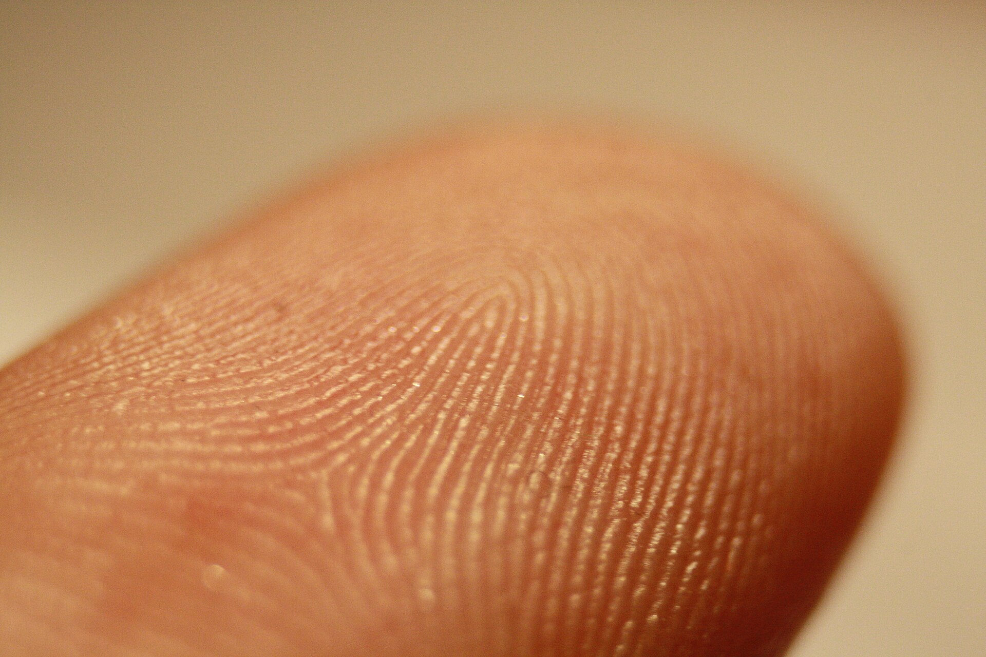 Macro detail of fingerprint ridges on a fingertip